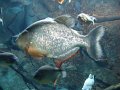 DSC00851