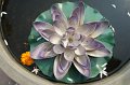 DSC01313