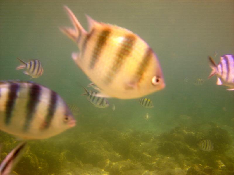 MaLaYsIa_KoTa_KiNaBaLu_101.JPG