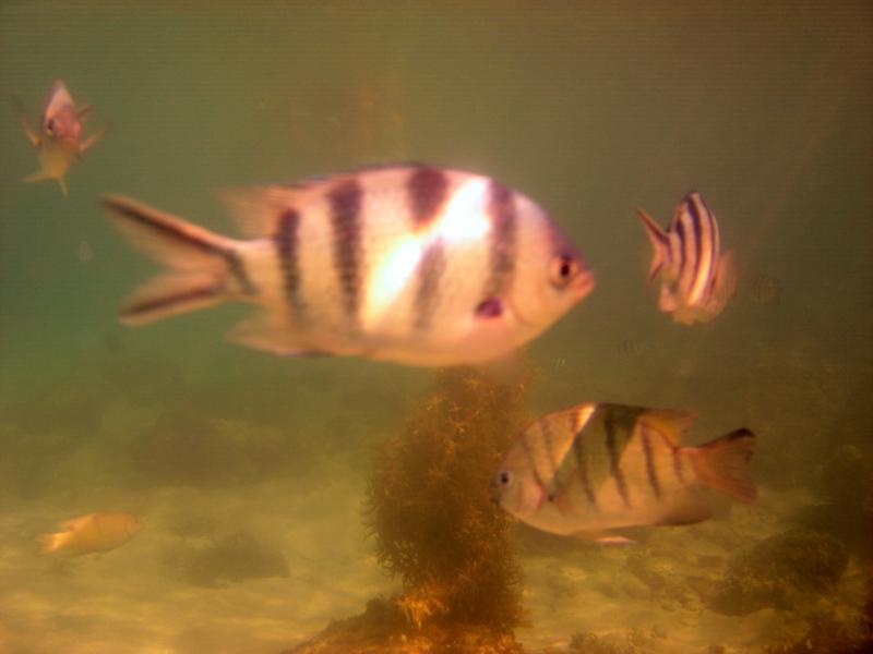 MaLaYsIa_KoTa_KiNaBaLu_99.JPG
