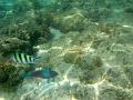MaLaYsIa_KoTa_KiNaBaLu_113