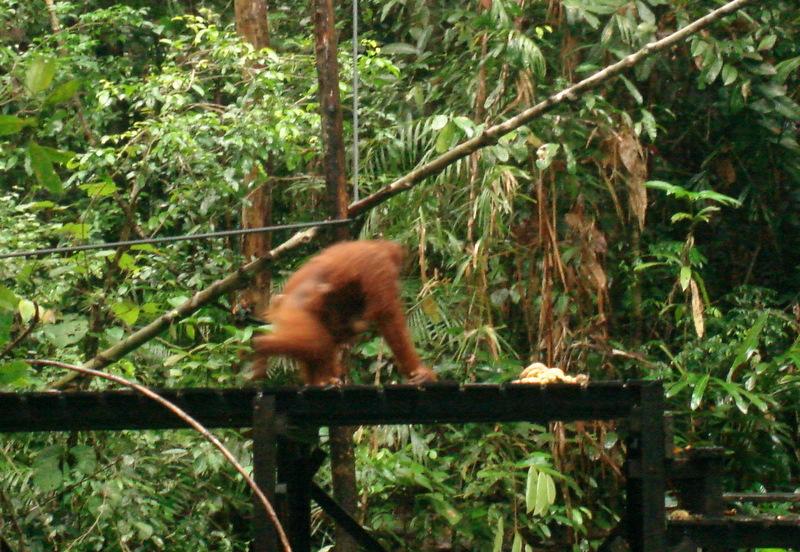MaLaYsia_KuChInG_37.JPG