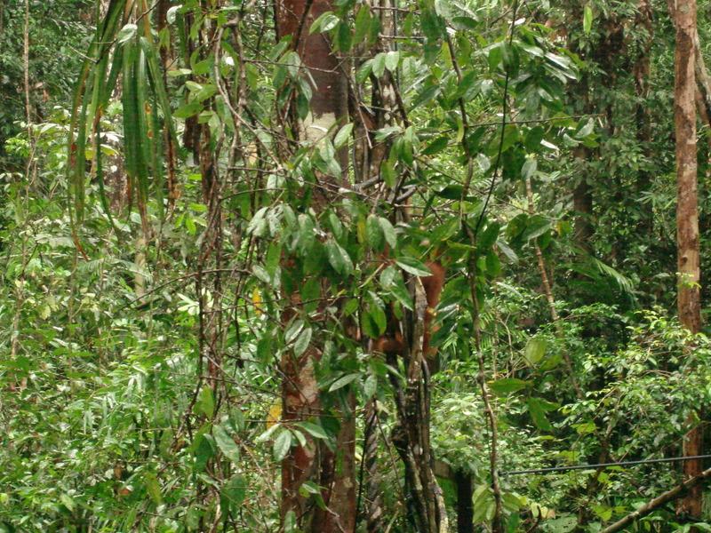 MaLaYsia_KuChInG_39.JPG