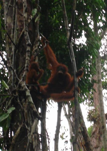 MaLaYsia_KuChInG_43.JPG