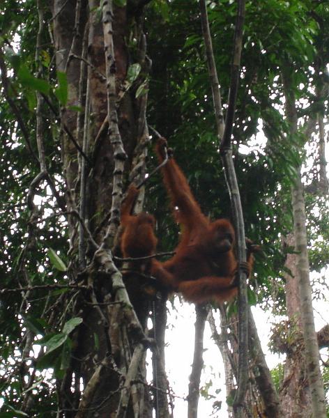 MaLaYsia_KuChInG_44.JPG