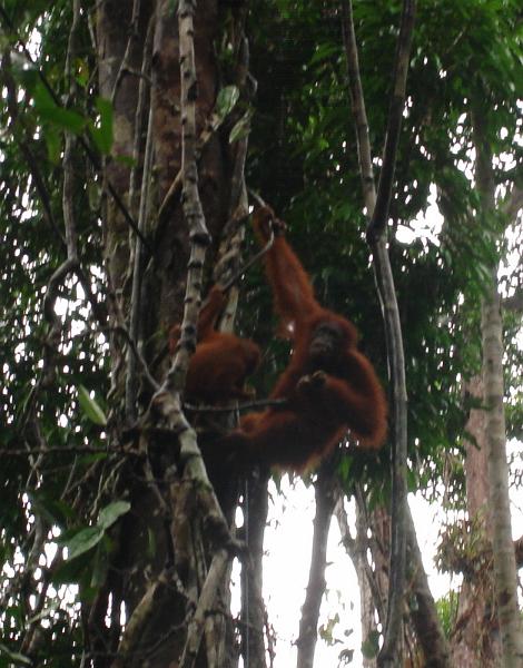 MaLaYsia_KuChInG_45.JPG