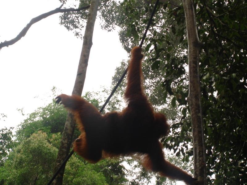 MaLaYsia_KuChInG_52.JPG