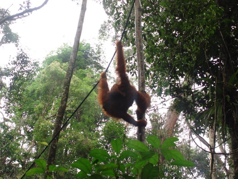 MaLaYsia_KuChInG_54.JPG
