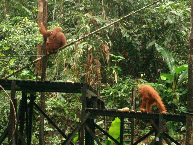 MaLaYsia_KuChInG_62.JPG