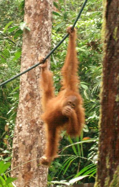 MaLaYsia_KuChInG_65.JPG