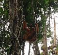 MaLaYsia_KuChInG_42