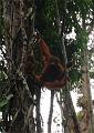 MaLaYsia_KuChInG_43