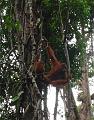 MaLaYsia_KuChInG_44