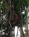 MaLaYsia_KuChInG_45