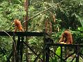 MaLaYsia_KuChInG_59