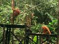 MaLaYsia_KuChInG_62