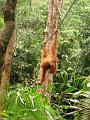 MaLaYsia_KuChInG_64