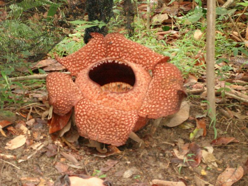 MaLaYsIa_-_MT_KiNaBaLu_105.jpg