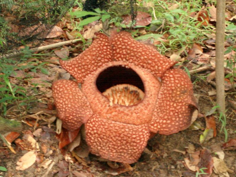 MaLaYsIa_-_MT_KiNaBaLu_110.jpg