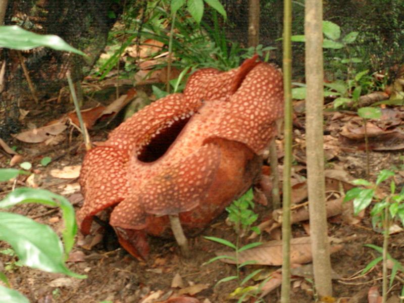 MaLaYsIa_-_MT_KiNaBaLu_114.jpg
