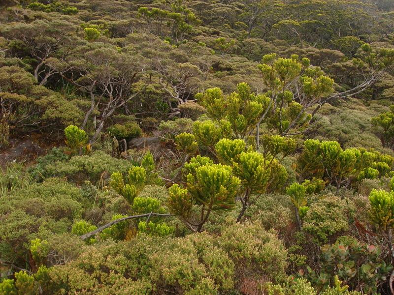 MaLaYsIa_-_MT_KiNaBaLu_14.jpg