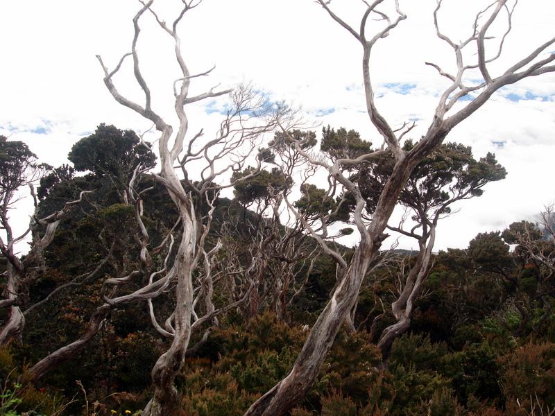 MaLaYsIa_-_MT_KiNaBaLu_71.jpg