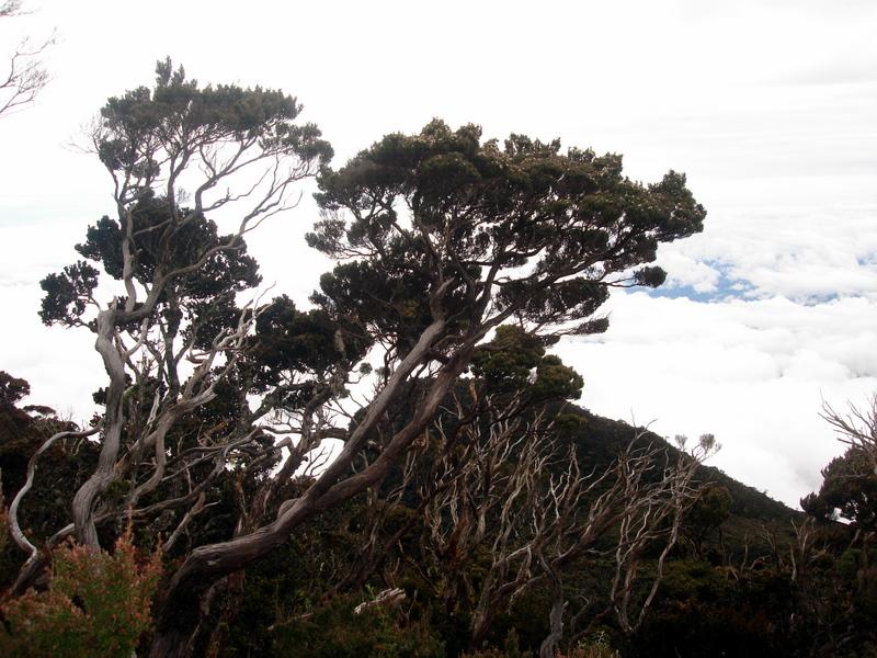 MaLaYsIa_-_MT_KiNaBaLu_72.jpg