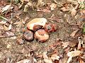 MaLaYsIa_-_MT_KiNaBaLu_103