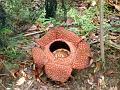 MaLaYsIa_-_MT_KiNaBaLu_104