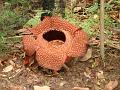 MaLaYsIa_-_MT_KiNaBaLu_105