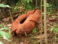 MaLaYsIa_-_MT_KiNaBaLu_114