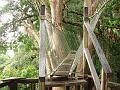 MaLaYsIa_-_MT_KiNaBaLu_139