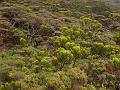 MaLaYsIa_-_MT_KiNaBaLu_14