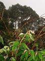 MaLaYsIa_-_MT_KiNaBaLu_20