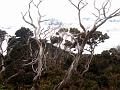 MaLaYsIa_-_MT_KiNaBaLu_71