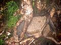 MaLaYsIa_-_MT_KiNaBaLu_80