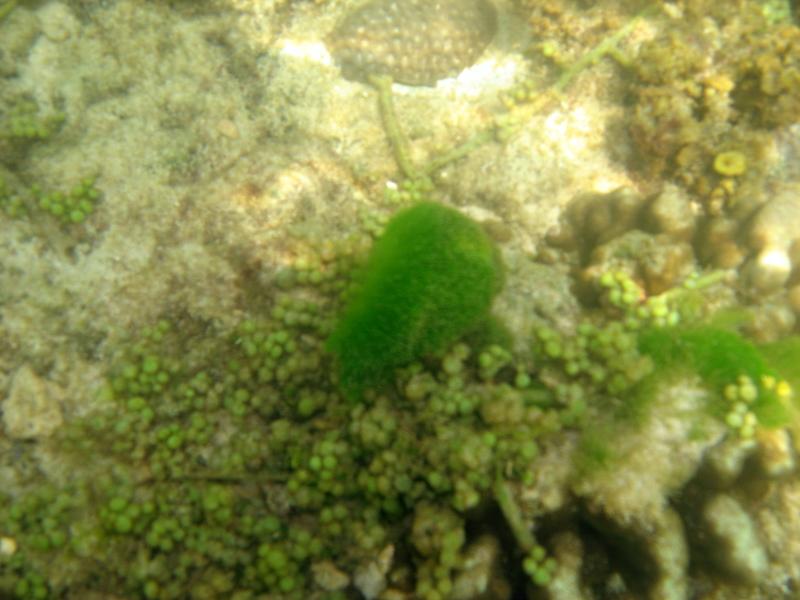 MaLaYsIa_-_PaLaU_SeLiNgAaN_(TuRtLe'S_IsLaNd)_62.jpg