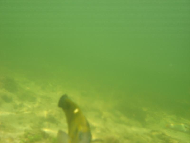 MaLaYsIa_-_PaLaU_SeLiNgAaN_(TuRtLe'S_IsLaNd)_63.jpg