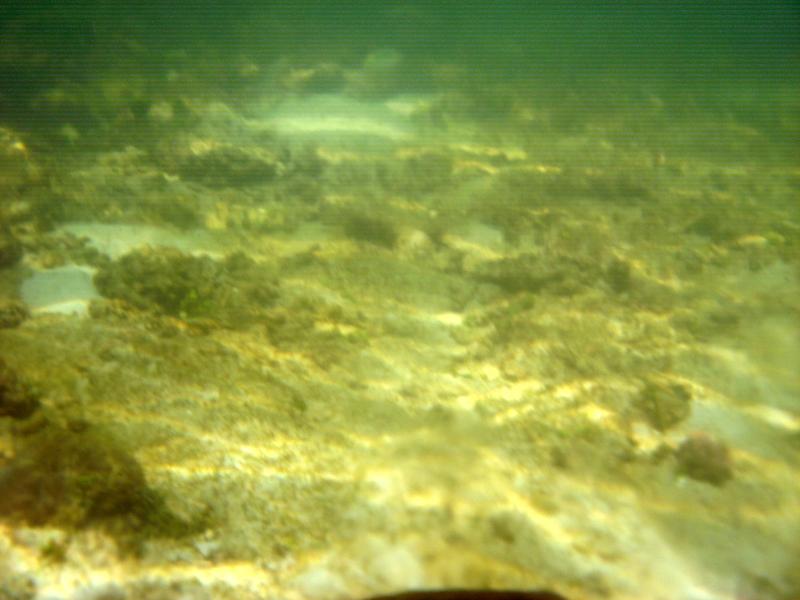 MaLaYsIa_-_PaLaU_SeLiNgAaN_(TuRtLe'S_IsLaNd)_64.jpg