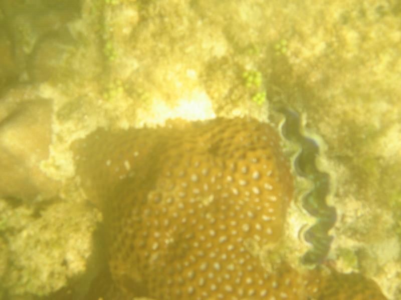 MaLaYsIa_-_PaLaU_SeLiNgAaN_(TuRtLe'S_IsLaNd)_75.jpg