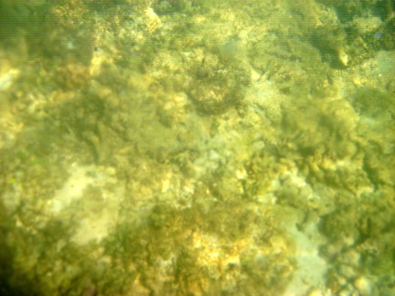 MaLaYsIa_-_PaLaU_SeLiNgAaN_(TuRtLe'S_IsLaNd)_76.jpg