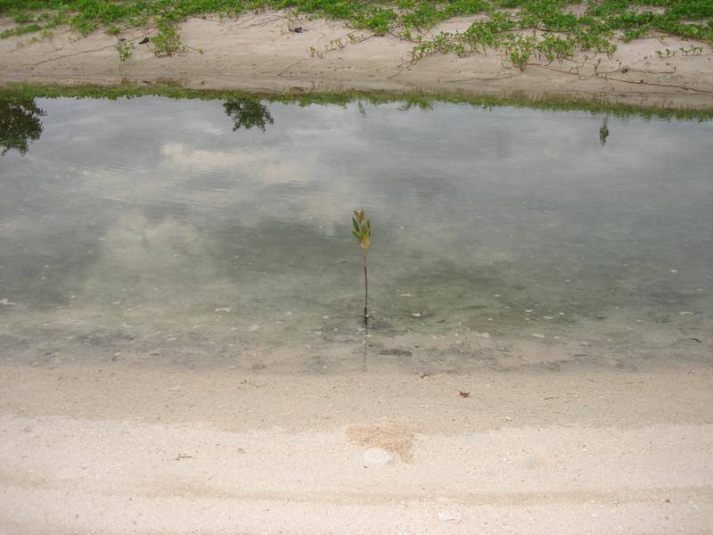 MaLaYsIa_-_PaLaU_SeLiNgAaN_(TuRtLe'S_IsLaNd)_87.jpg