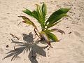 MaLaYsIa_-_PaLaU_SeLiNgAaN_(TuRtLe'S_IsLaNd)_45