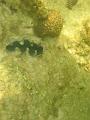 MaLaYsIa_-_PaLaU_SeLiNgAaN_(TuRtLe'S_IsLaNd)_60