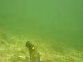 MaLaYsIa_-_PaLaU_SeLiNgAaN_(TuRtLe'S_IsLaNd)_63