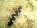MaLaYsIa_-_PaLaU_SeLiNgAaN_(TuRtLe'S_IsLaNd)_72