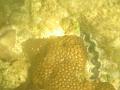 MaLaYsIa_-_PaLaU_SeLiNgAaN_(TuRtLe'S_IsLaNd)_75