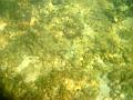 MaLaYsIa_-_PaLaU_SeLiNgAaN_(TuRtLe'S_IsLaNd)_76
