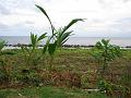 MaLaYsIa_-_PaLaU_SeLiNgAaN_(TuRtLe'S_IsLaNd)_98