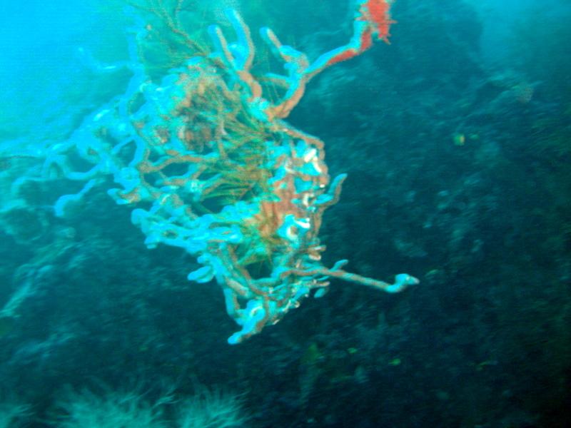 MaLaYsIa_-_PaLaU_SiPaDaN_-_PaLaU_MaBuL_108.JPG
